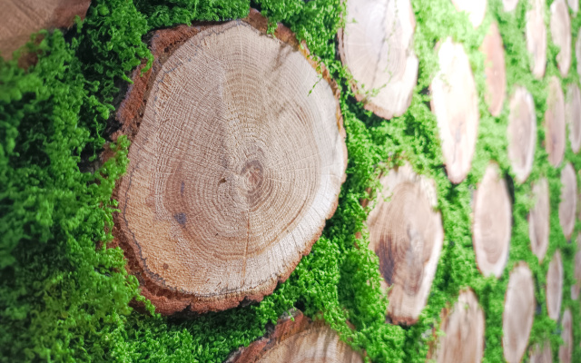 Квартира Wood dreams