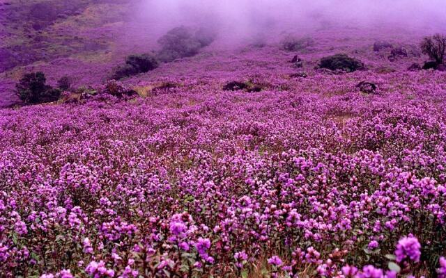 Moon Hill Resort Munnar ( Nature Retreat )