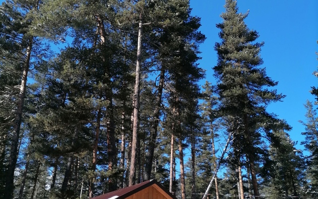 Шале Лес хрустальной песни 1