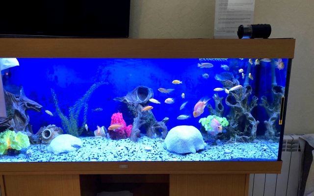 Апартаменты с Аквариумом и видом на Парк