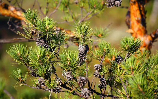 Апартаменты Соколиная Гора