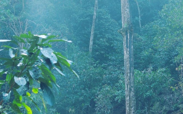 Moon Hill Resort Munnar ( Nature Retreat )