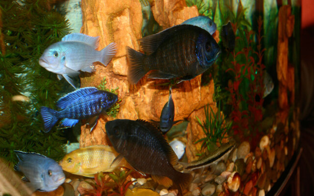 Apelsin Hotel