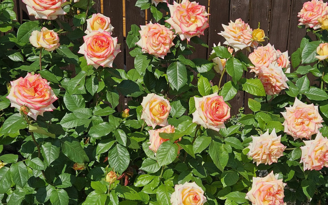 Апартаменты Holiday Home at Frunze