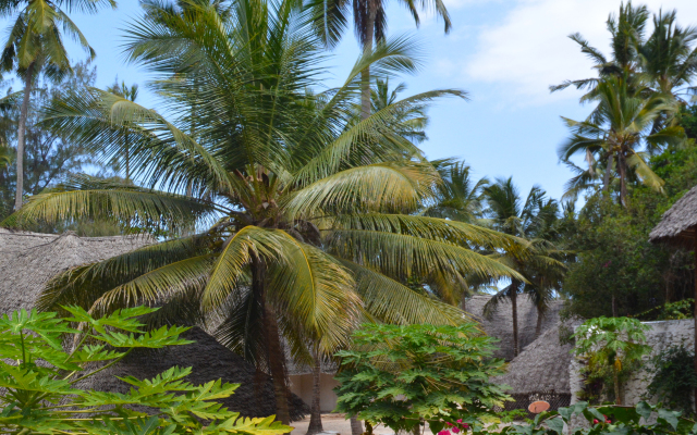 Отель Coral Reef Zanzibar