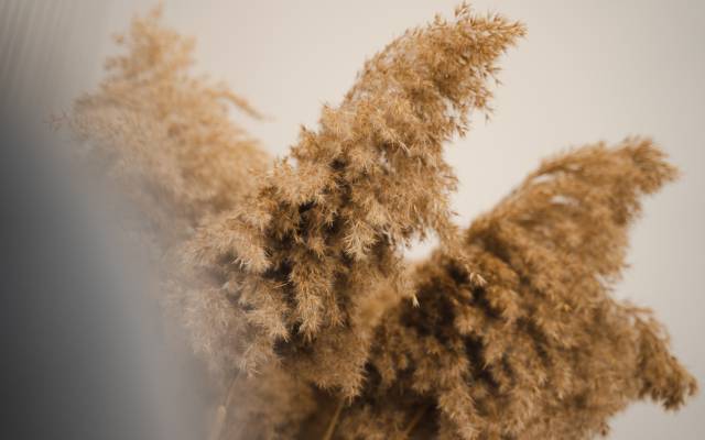 Квартира с видом на лес