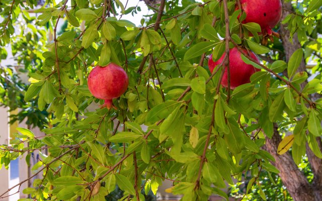 Malakhit Plus Guest House