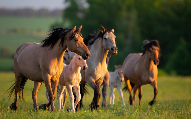 Природный Парк Олений