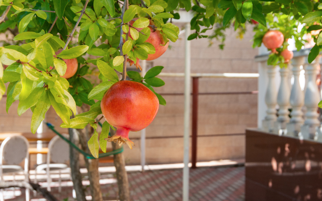 Malakhit Plus Guest House