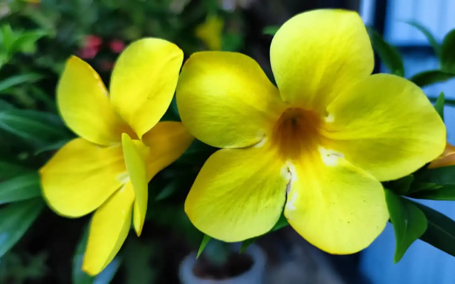 Villa 51 - Ground Floor Villa