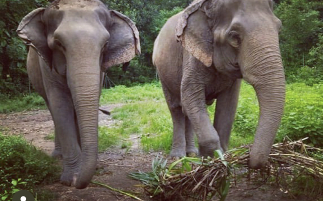 Кемпинг Tigertops Elephant Camp