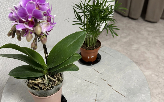 Family Nest Flat