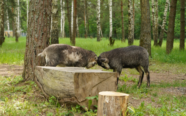 Частный дом В лесу на миниферме