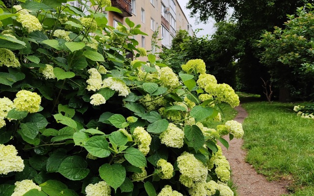 Апартаменты у Луизы