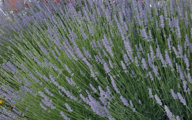 Гостевой Дом Роза Ветров