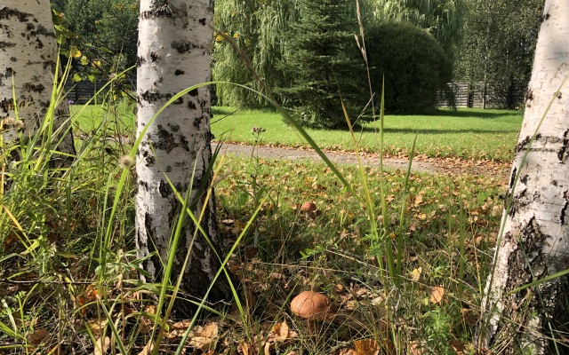 Гостевой Дом с Клёвой Рыбалкой в Своём Пруду, Около Реки