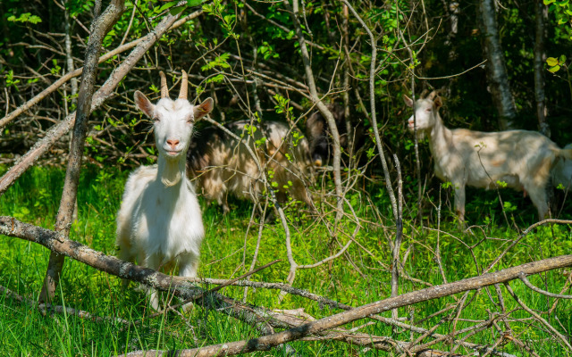 База отдыха Рыбацкая деревня
