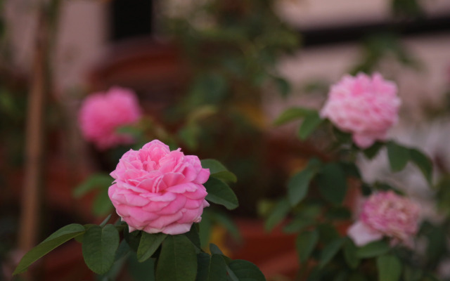 Отель Emirsoy Harası