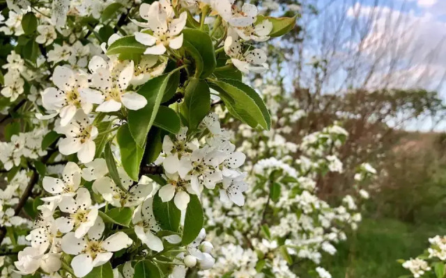 Recreation camp Sinegorye