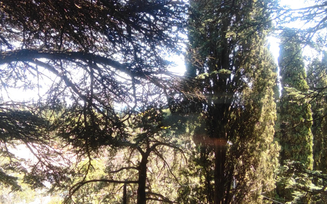 Частный дом Кедра