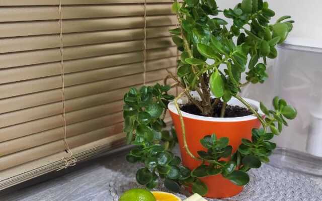 Апартаменты Уютные на Пушкинской