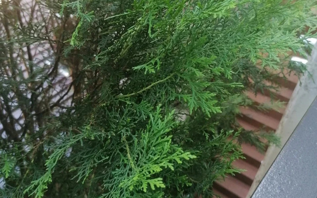 Evkalipt Guest house