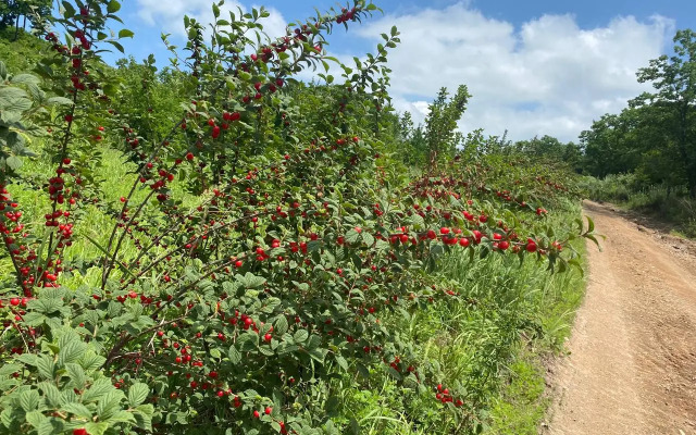 Recreation camp Sinegorye