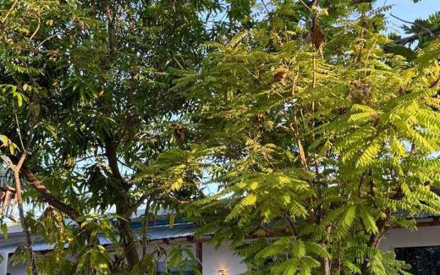 Navaya Dhiffushi Guest house