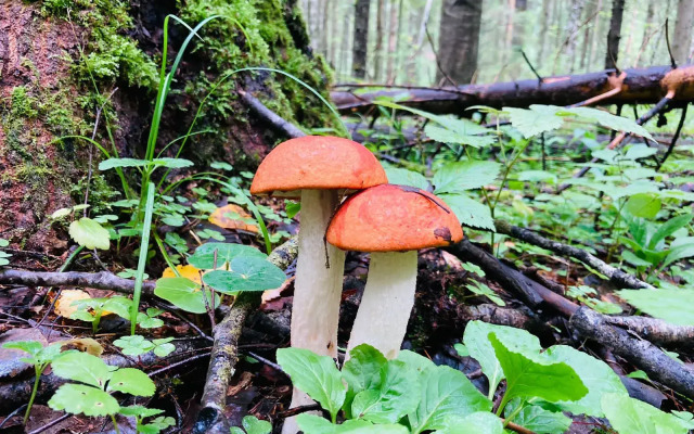 Кемпинг Three poplars by VL