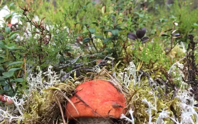 Гостевой дом Лось