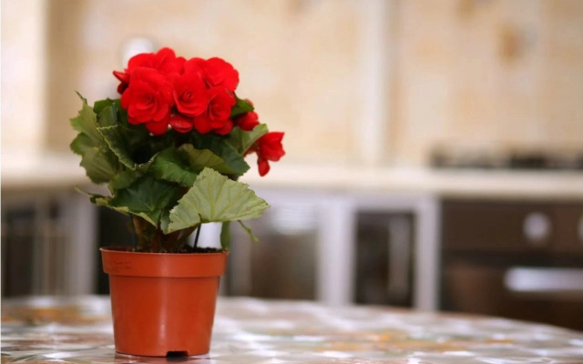 Квартира на Мира у ОмГТУ