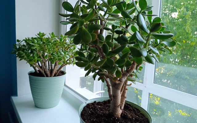 Квартира на Проспекте Мира