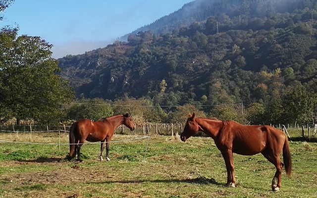 Отель San Francisco Rural