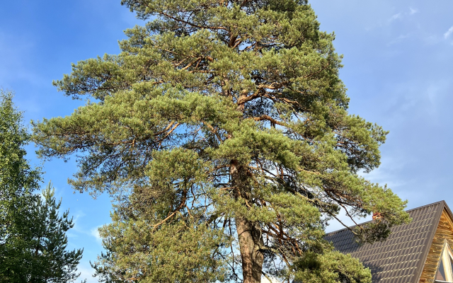 Ladoga Ryadom Guest House