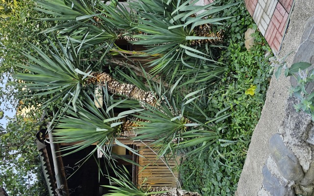 Yanaky Guest House