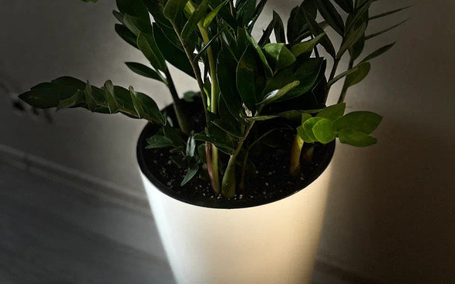 Oranzhevy Zontik Apartaments