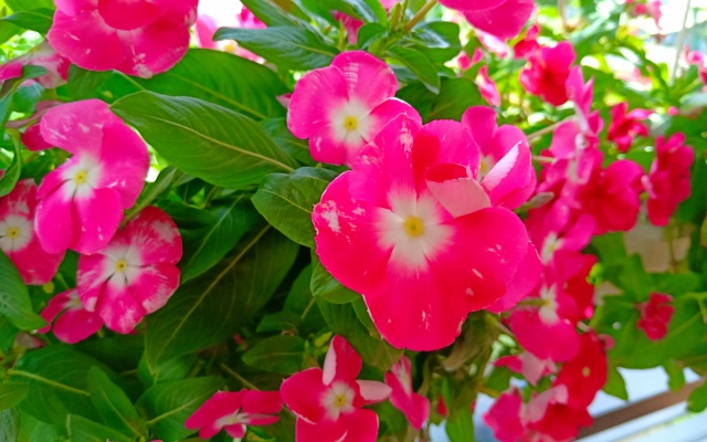 Camellia Resort & Spa Hotel