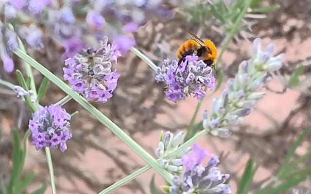 Вилла la pineta di Sinalunga e dépendance