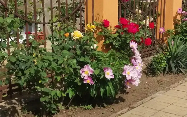 Angelina Guest house