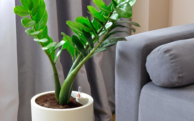 Апартаменты Grand Palace 1115