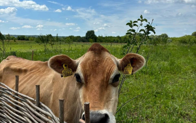 Шале Ромашки