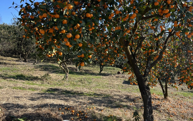 Mandarinovy Dvorik Private House