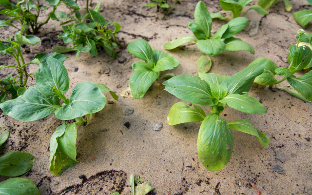 Вилла Plants Garden