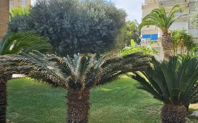 Апартаменты Studio Campoamor with sea view