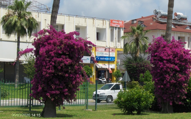 Отель  Odessa Otel Avsallar