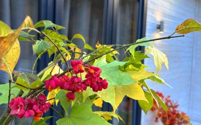 Коттедж Под звездами Стандарт