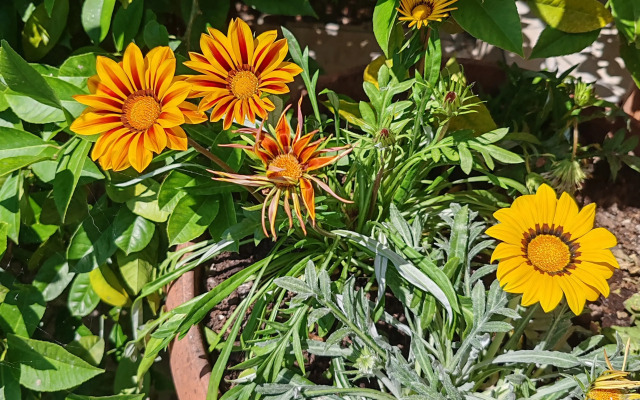 Gostevoy Dom na Tsitrusovoy