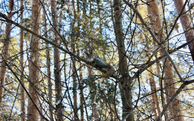 Квартира Зимняя лесная сказка в Казани
