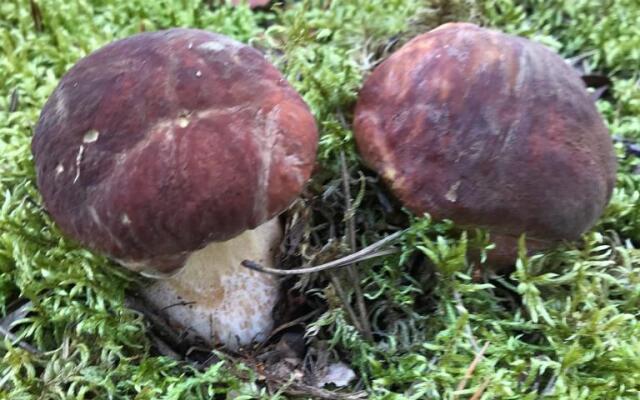 Частный дом Загородный дом у Невы