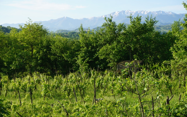 Zedafoni Guesthouse